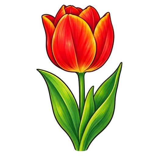 tulipan