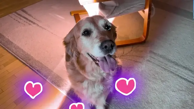 Pet center